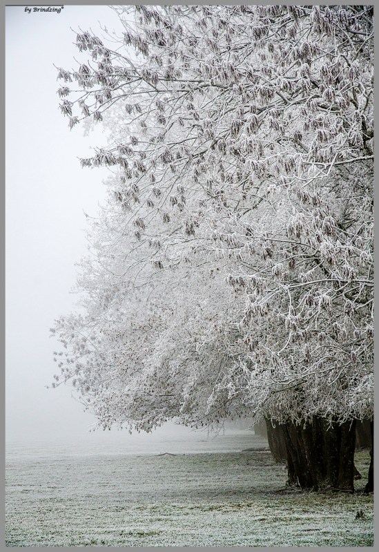 frozen