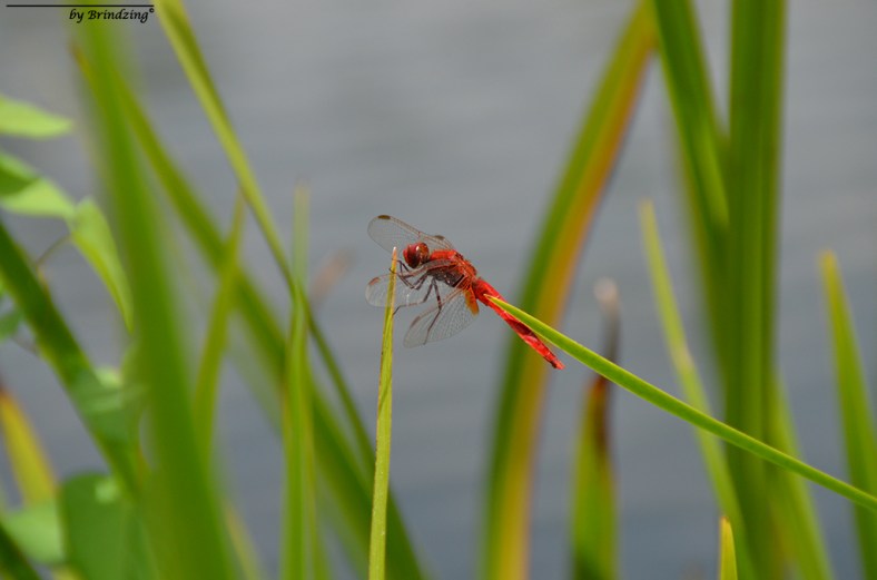 libellule rouge