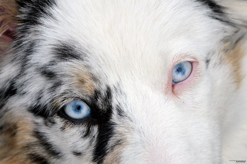 Blue Eyes